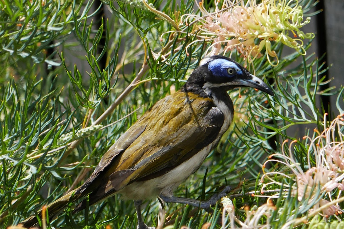 Blue-faced Honeyeater