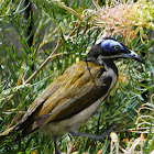 Blue-faced Honeyeater