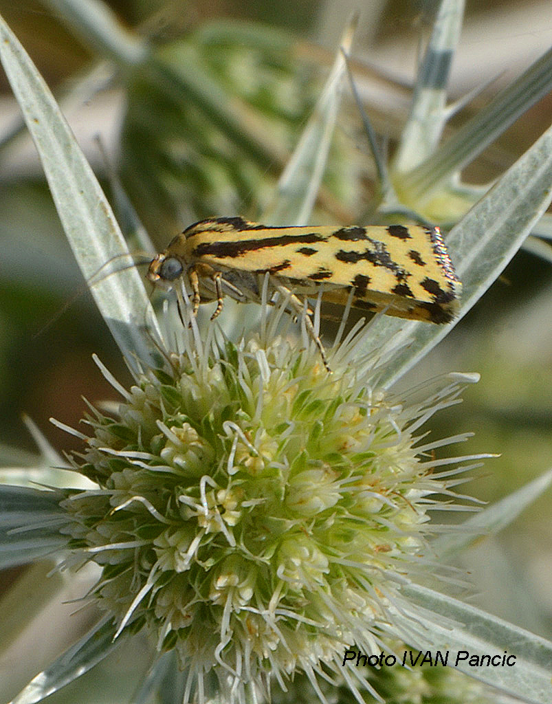 Spotted Sulphur