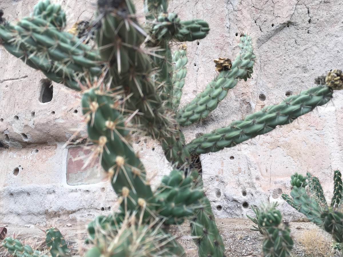 The walking stick cholla