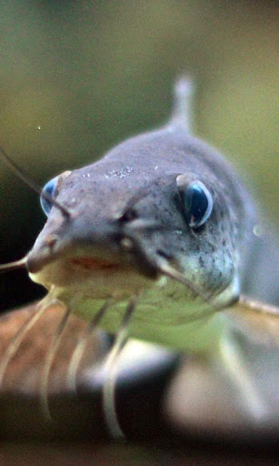 Catfish Wallpaper