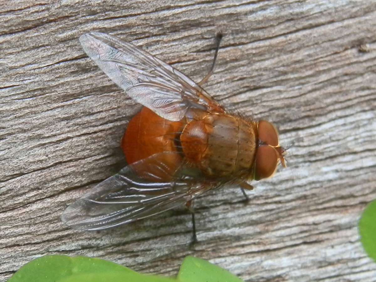 Brown Blowfly