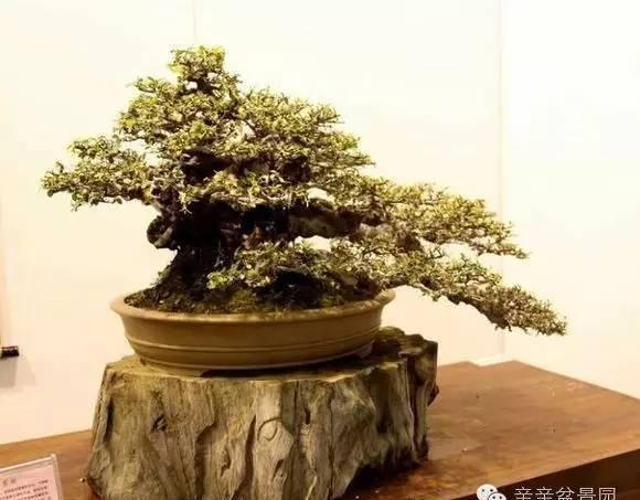 熱爆娛樂 最全盆景養護資料 值得收藏