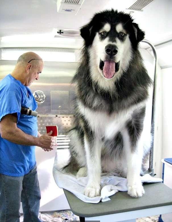 熱爆娛樂 隻體型巨大到讓人誤以為主人才是寵物的大狗狗