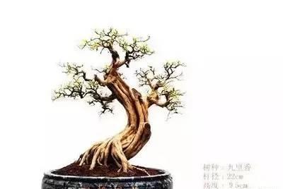 熱爆娛樂 最全盆景養護資料 值得收藏