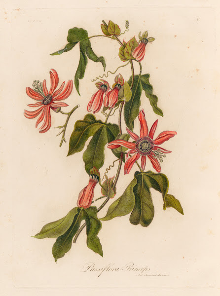 Passiflora Princeps 1818 1824