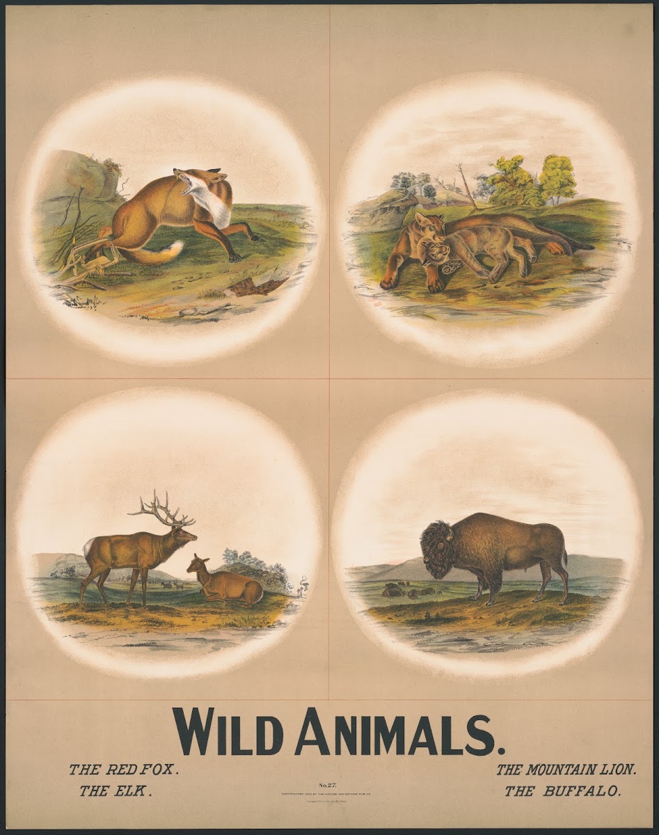 Wild animals 1903