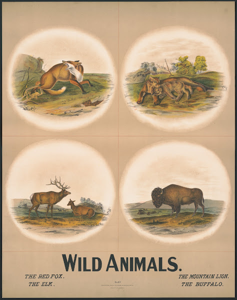 Wild animals 1903