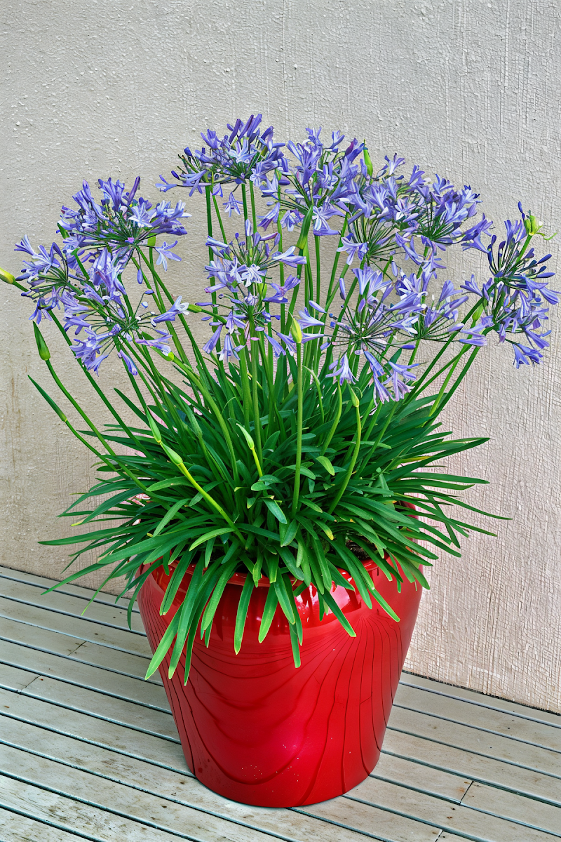 Agapanthus praecox 'Bluestorm' in piena fioritura, design del giardino