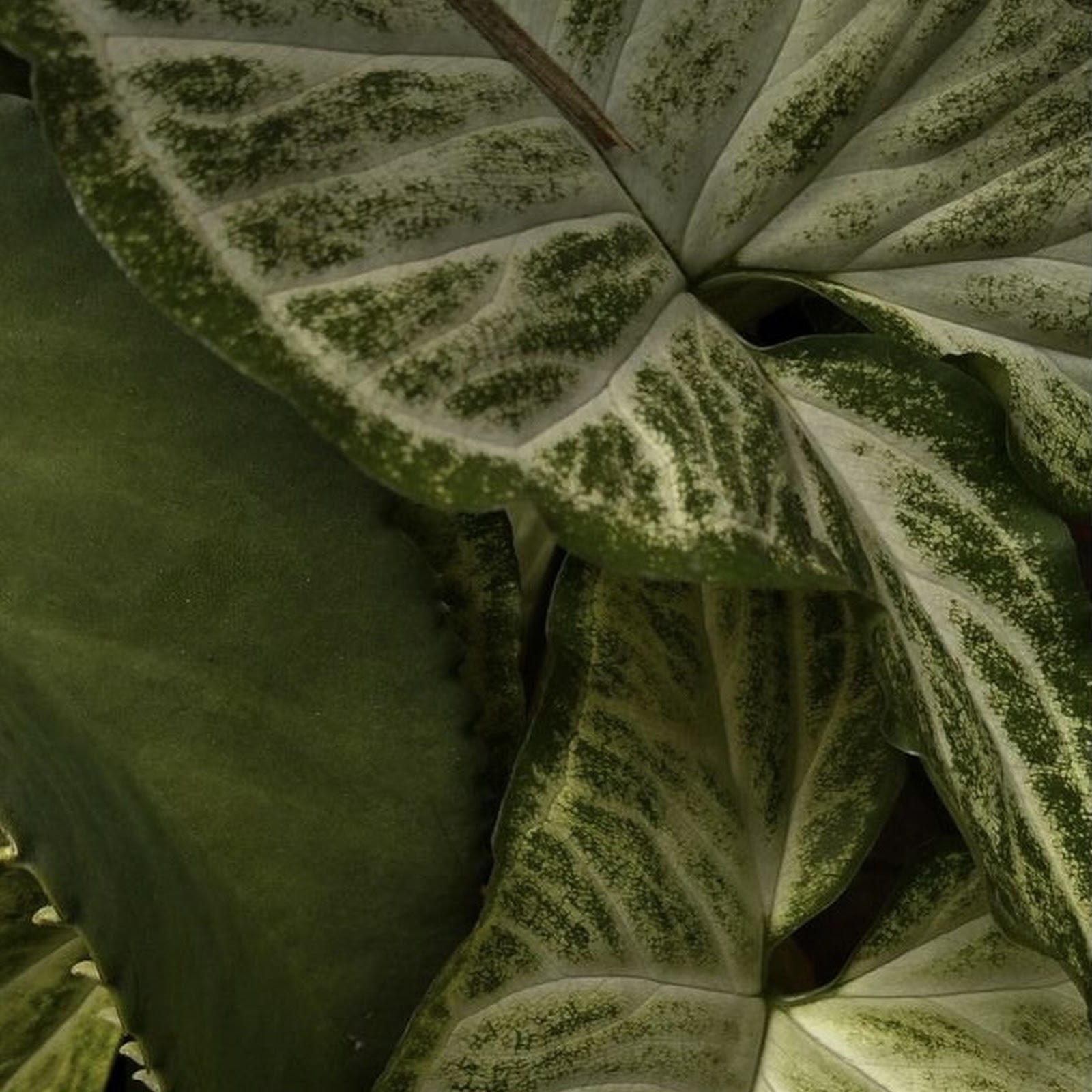 Download Variegated Arrowhead Plant Leaves iPhone