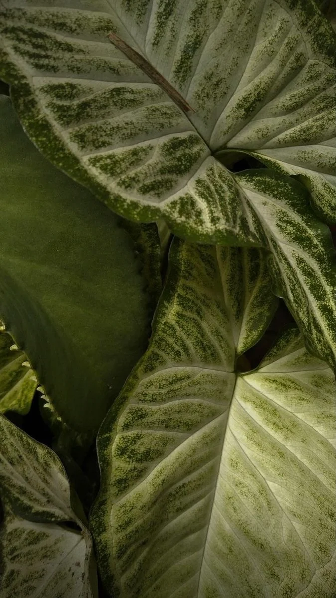 Variegated Arrowhead Plant Leaves - Macro Photography iPhone Wallpaper (674x1199)