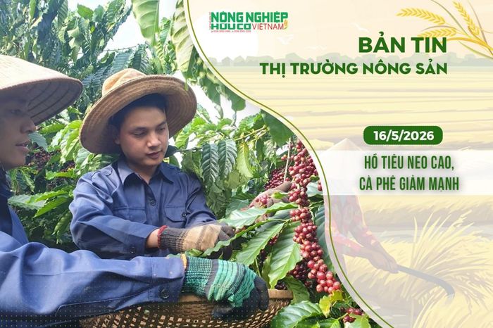 Thị trường nông sản 16/5/2026: Hồ tiêu neo cao, cà phê giảm mạnh - Nông nghiệp Hữu cơ Việt Nam
