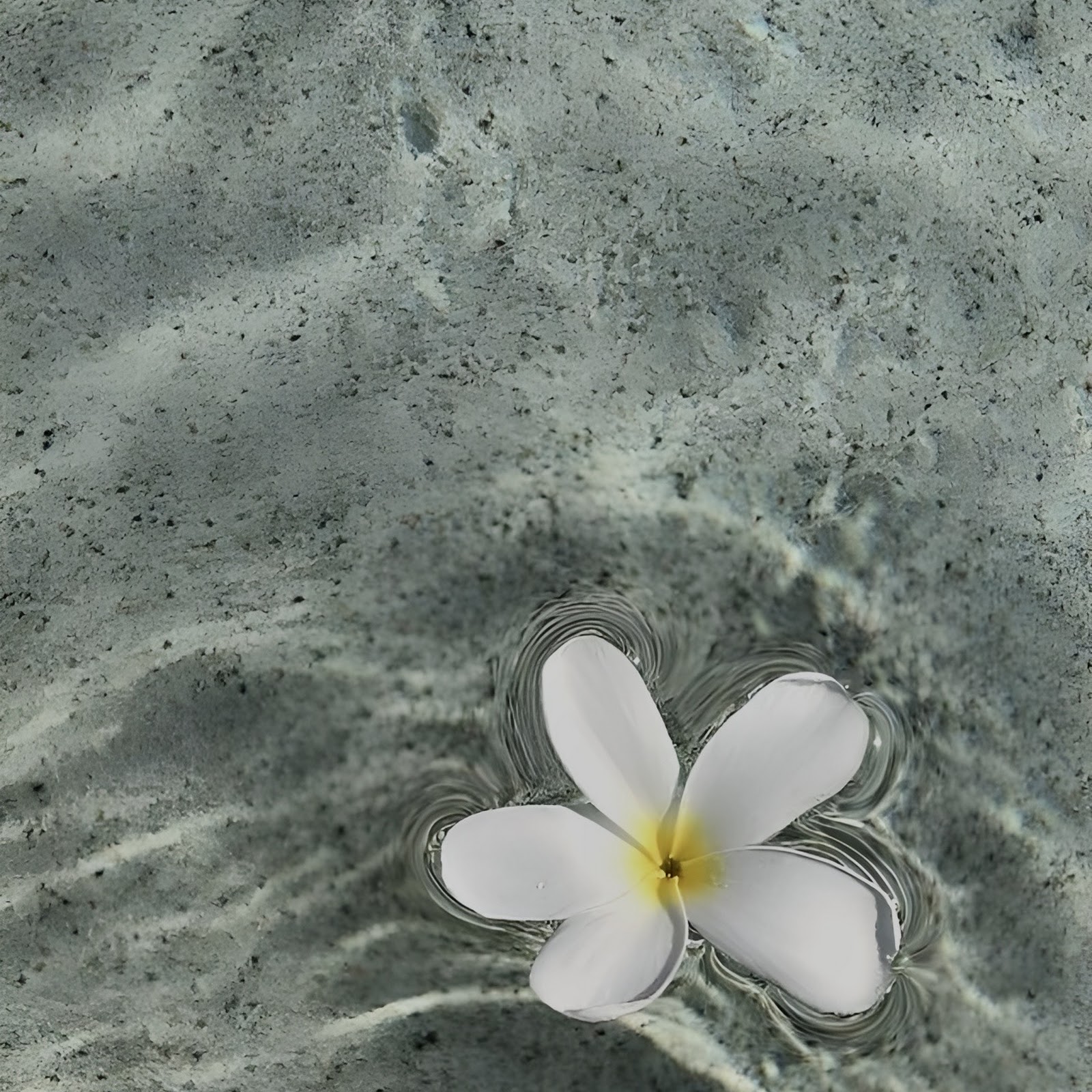 Download Plumeria Floating On Clear Water Full HD iPhone