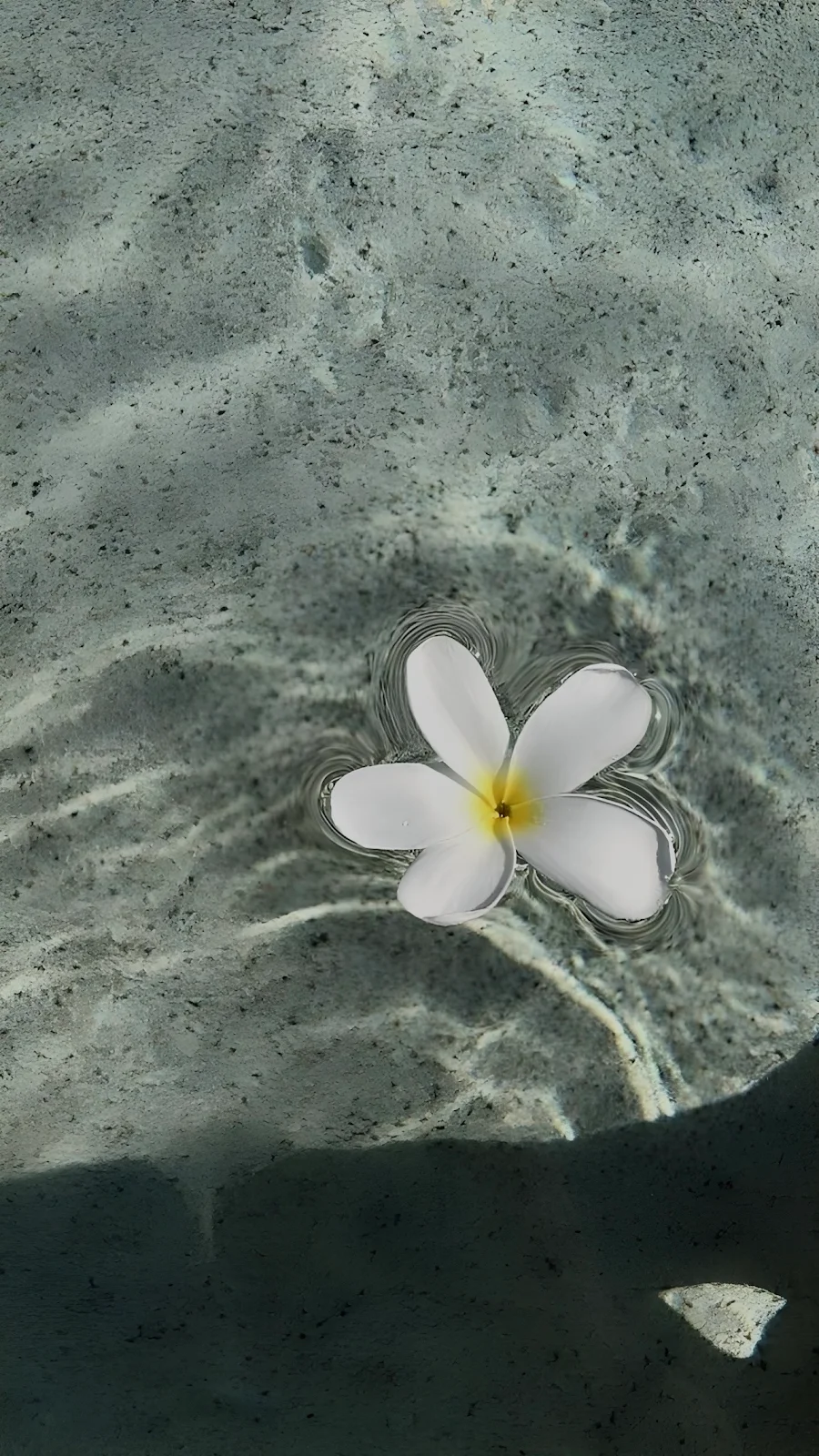Plumeria Floating On Clear Water - Minimalist Photography Full HD iPhone Wallpaper (1286x2286)