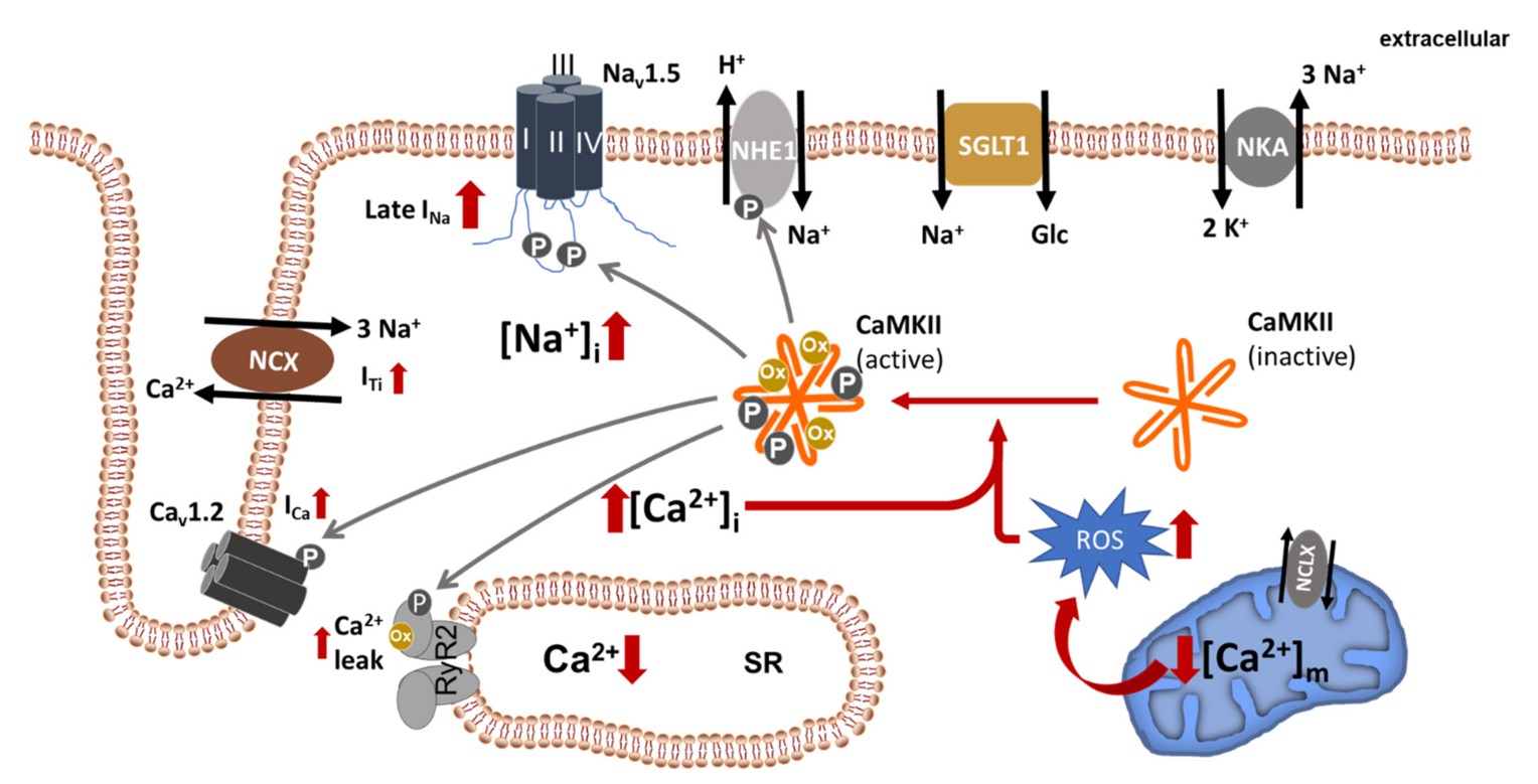 Mechanism of diabetic drug mediated heart failure protection