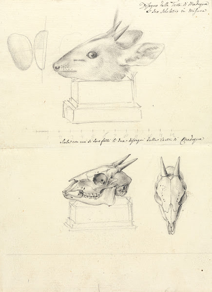 Testi di Madoqua Antelope Head and Skulls