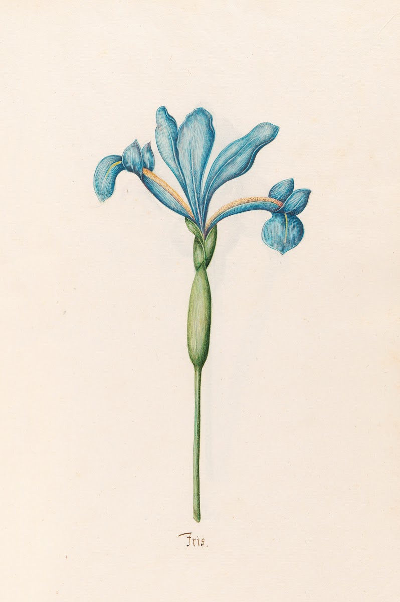 Iris 1692