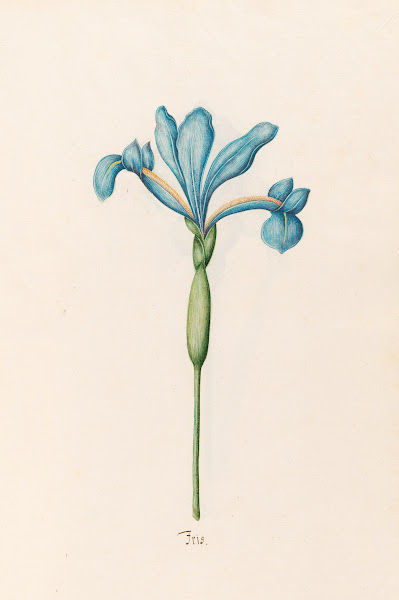 Iris 1692