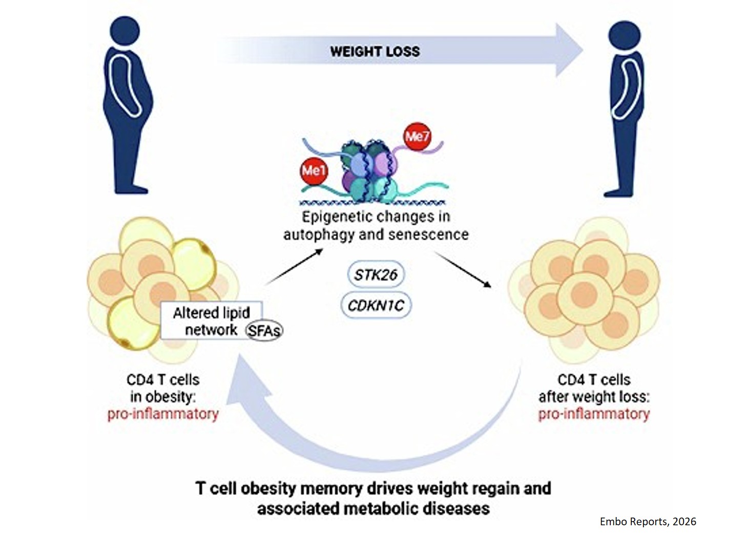 DNA methylation-mediated memory of obesity in CD4 T lymphocytes perpetuates immune dysregulation