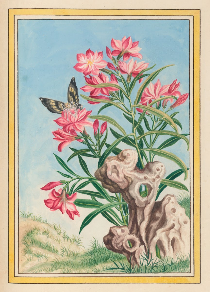 Plantes de Chine Pl054 1776