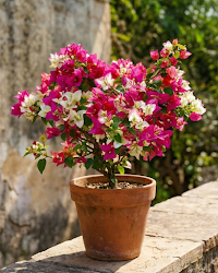 Imported 3 Star Bougainvillea Plant