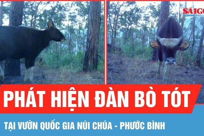 Phát hiện đàn bò tót gần 20 con tại Vườn Quốc gia Núi Chúa - Phước Bình - Báo Sài Gòn Giải Phóng