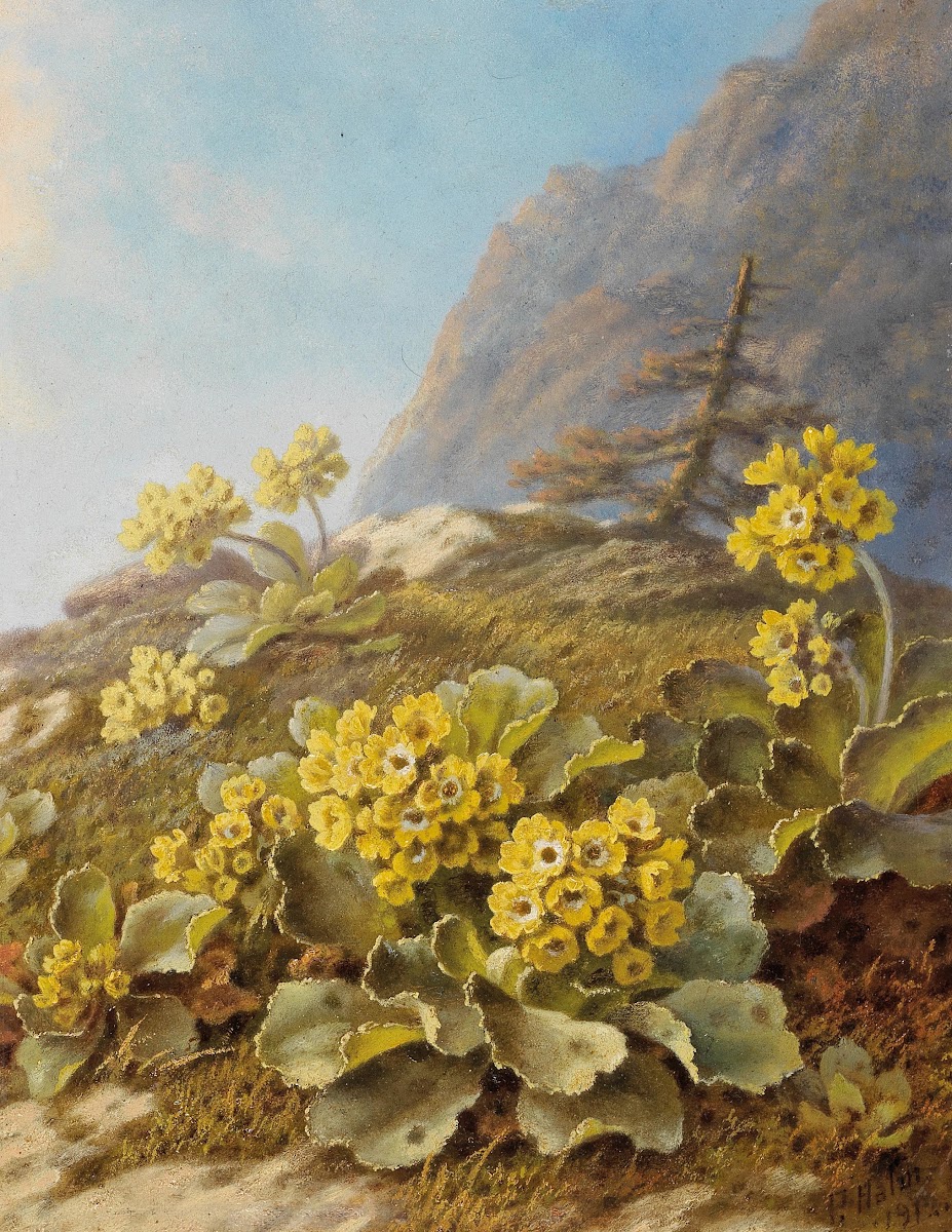 Primula Auricula Cowslips 1912