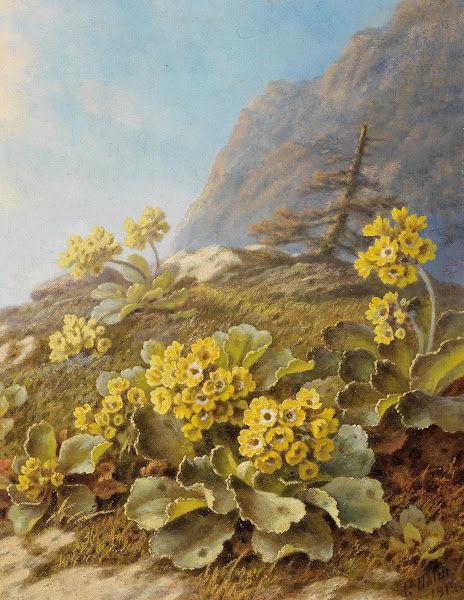 Primula Auricula Cowslips 1912