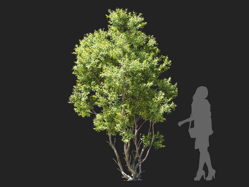 Maxtree - Plant Models Vol.112