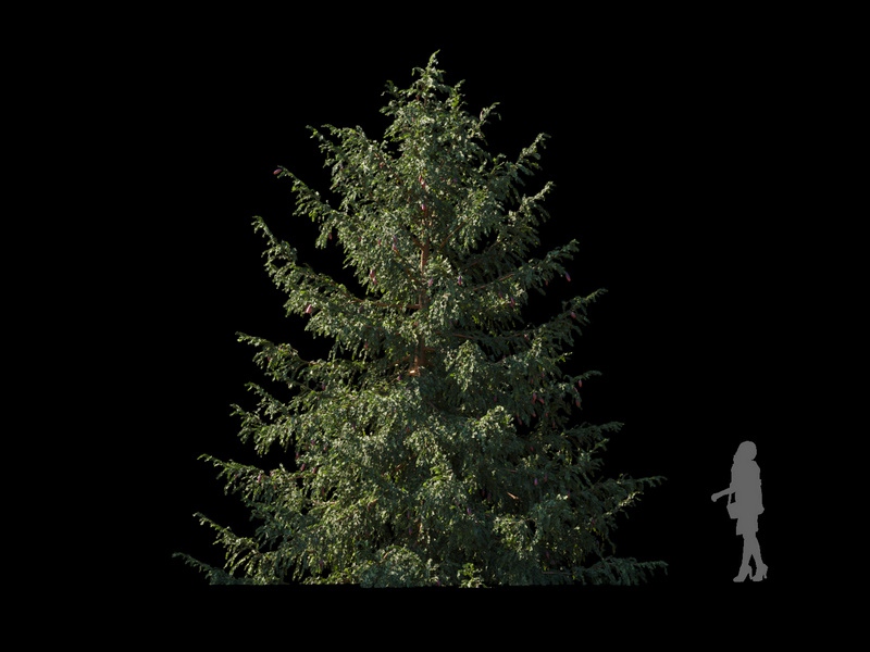 Maxtree - Plant Models Vol.120