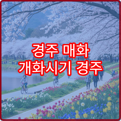 경주 매화 개화시기 경주 봄 매화 절정