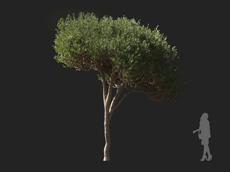 Maxtree - Plant Models Vol.127