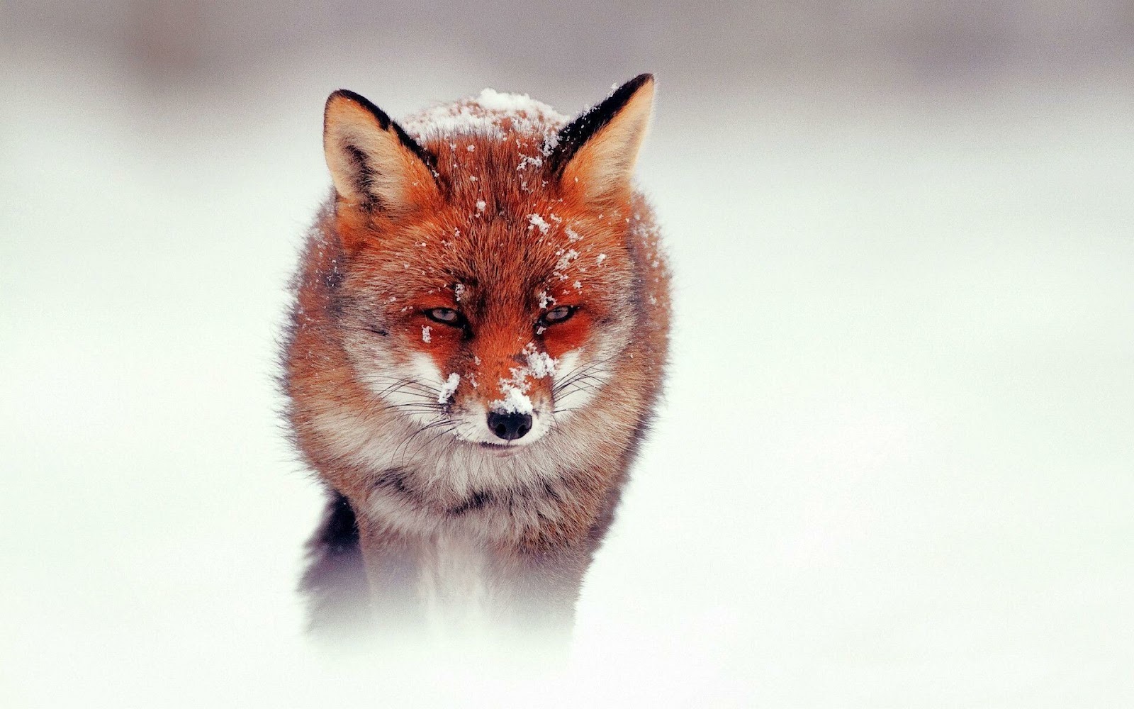 Fox Wallpaper