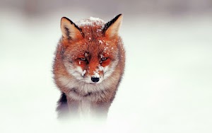 Fox Wallpaper