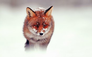 Fox Wallpaper