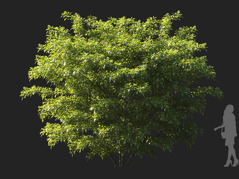 Maxtree - Plant Models Vol.122