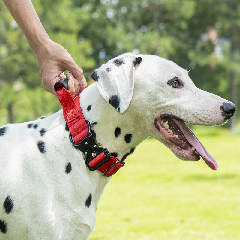 Taktisches Hundehalsband mit Griff