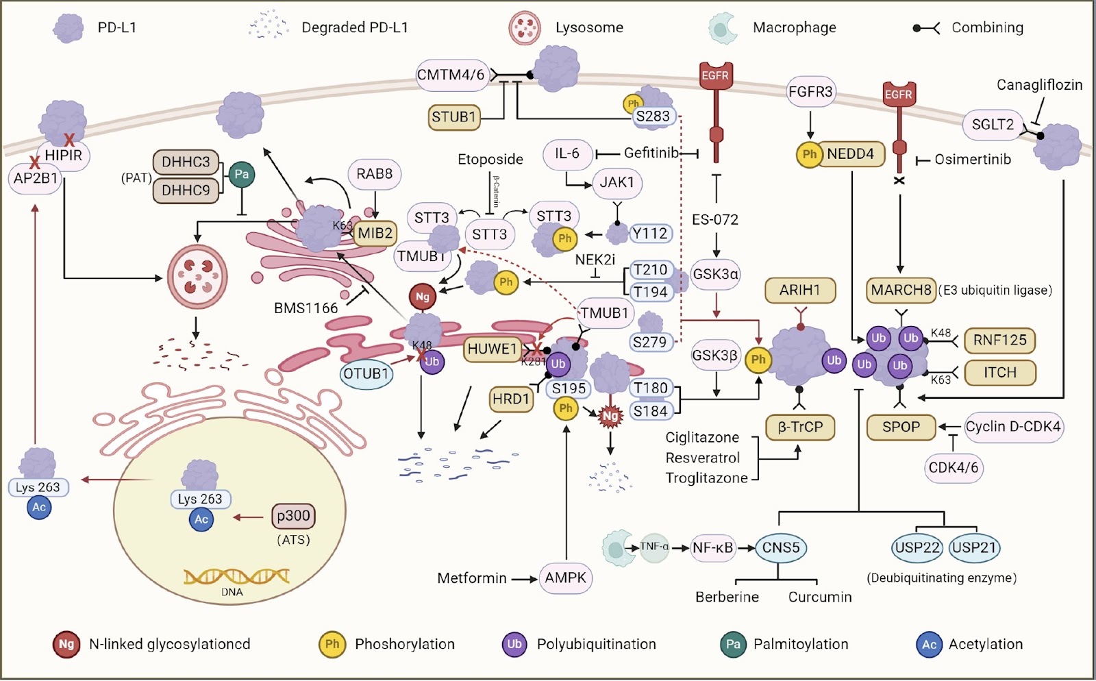 Posttranslational regulatory mechanism of PD-L1 in cancers and associated opportunities for novel small-molecule therapeutics