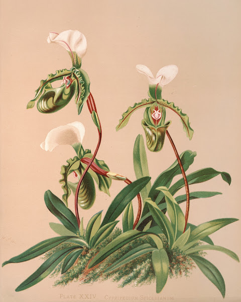 Cypripedium Spicerianum 1885