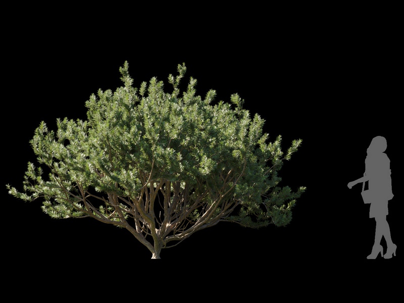 Maxtree - Plant Models Vol.120