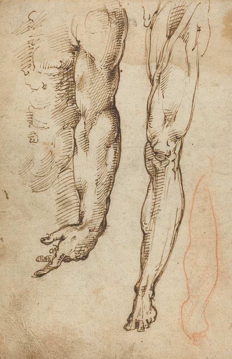Anatomical Studies