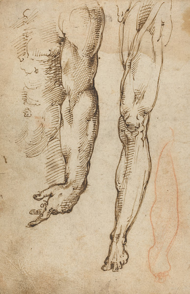 Anatomical Studies