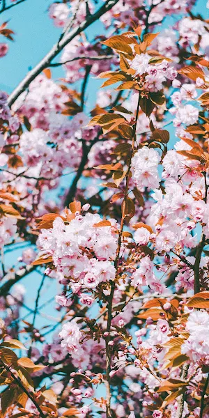 Cherry Blossoms Flower 4K iPhone Wallpaper Background