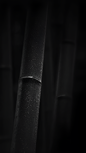 Dark Wet Bamboo Stalks Close Up Monochrome Nature Detail