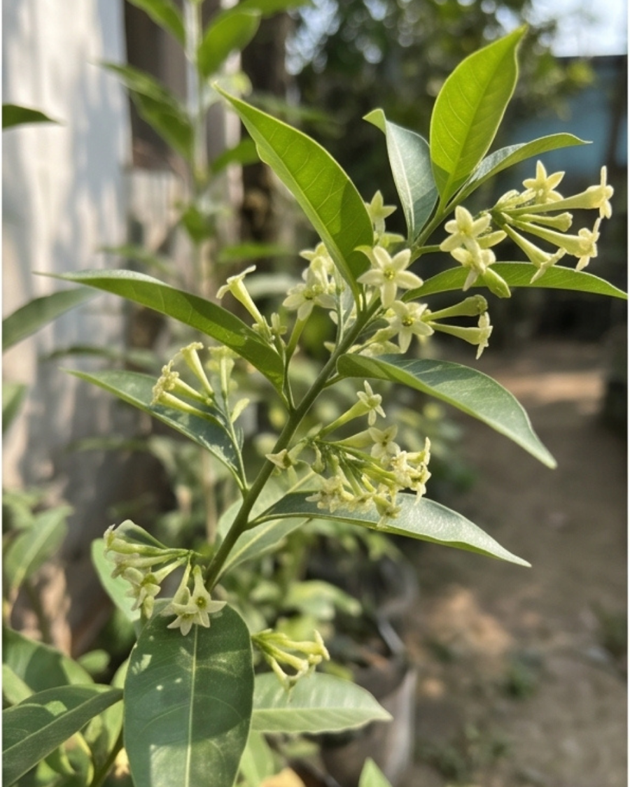 Hasunhana Plant — view 1