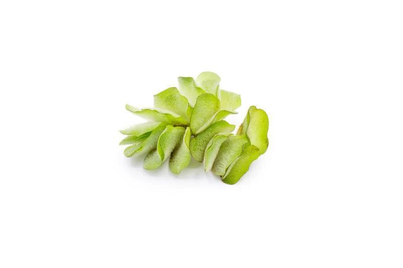 Salvinia Natans – Natural Floating Plant