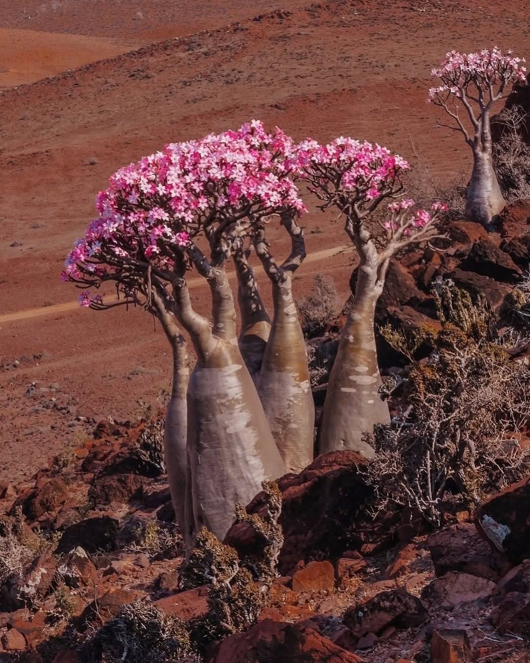 Socotra Island Landscape