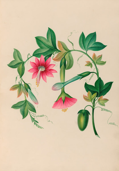 Drawings of tropical flowers and fruits from South America Pl03 1830