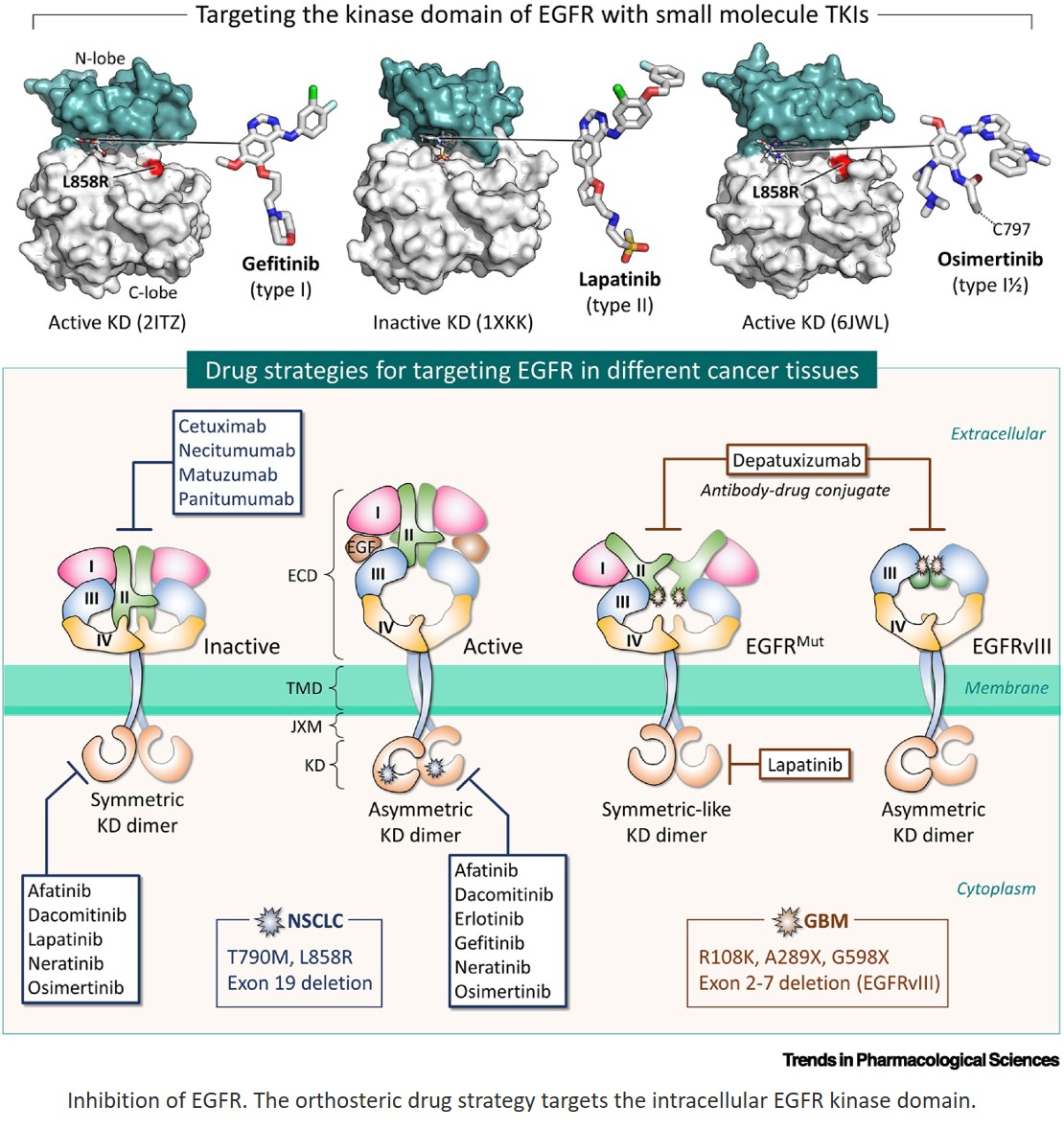Leveraging conformational ensembles in allosteric drug discovery