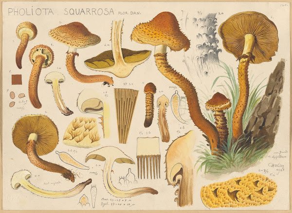 Pholiota squarrosa Flor Dan 1915 1945